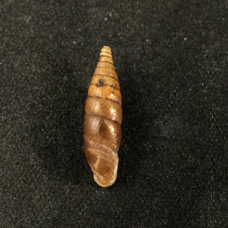 Euxina circumdata (L. Pfeiffer, 1848) - 11,4mm
