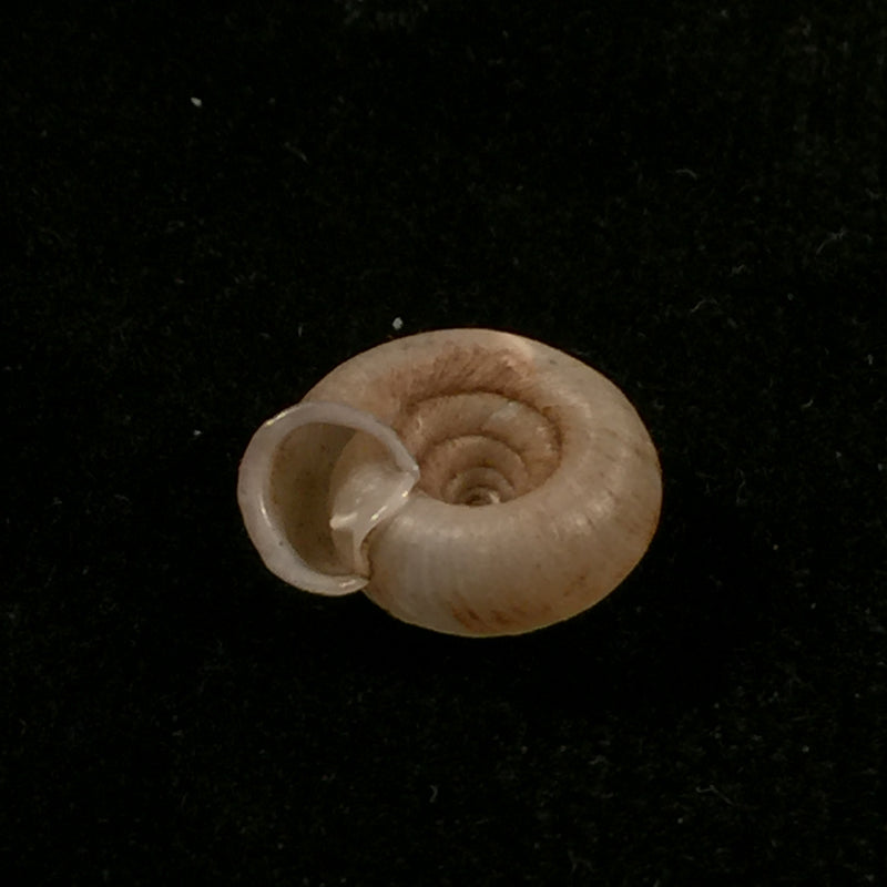 Gudeodiscus phlyarius phlyarius (Mabille, 1887) - 14,2mm
