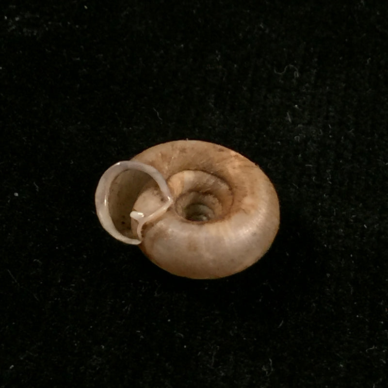 Gudeodiscus phlyarius phlyarius (Mabille, 1887) - 14,8mm