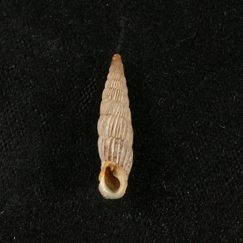 Albinaria lerosiensis (Pfeiffer, 1841) - 17,3mm