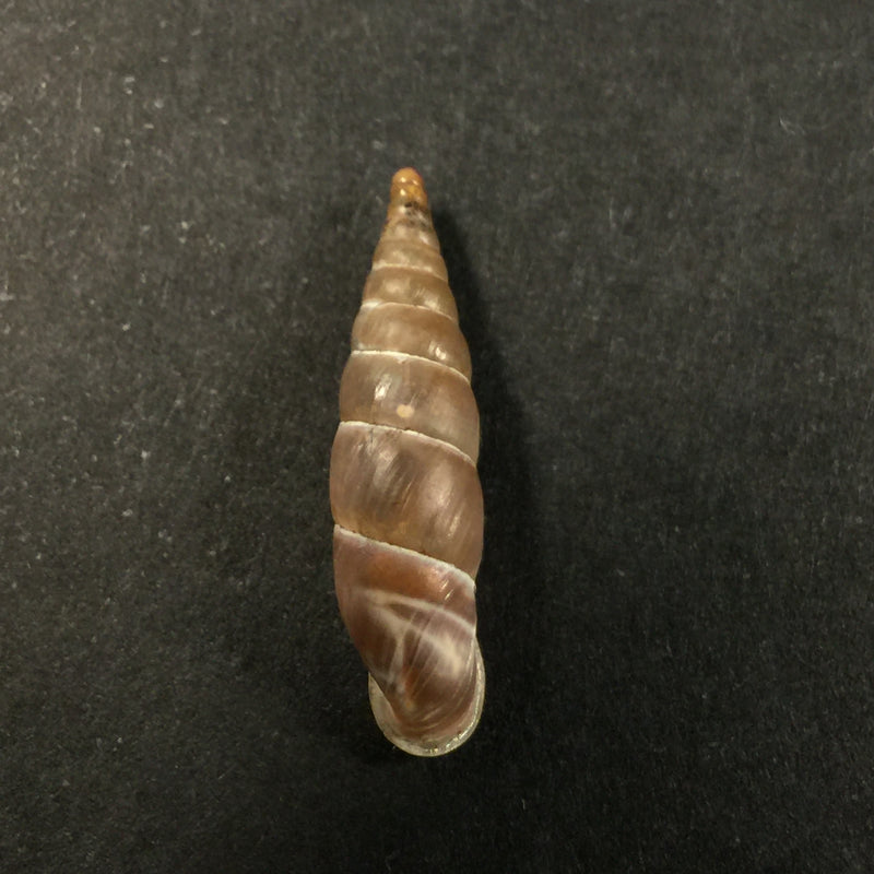 Herilla bosniensis (Pfeiffer, 1868) - 24,2mm