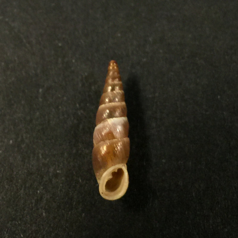 Alopia livida (Menke, 1828) - 16,4mm