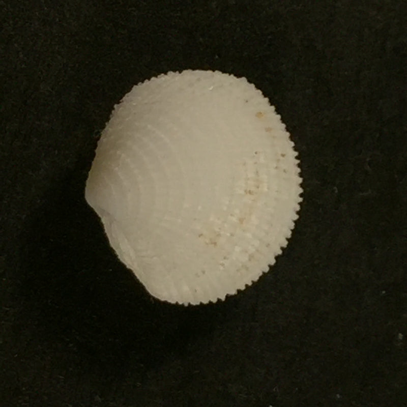 Lucina nassula Conrad, 1846 - 10,5mm