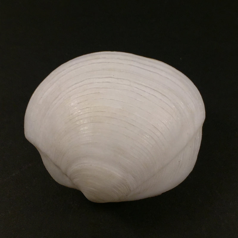 Lucina pectinata (Gmelin, 1791) - 51,2mm