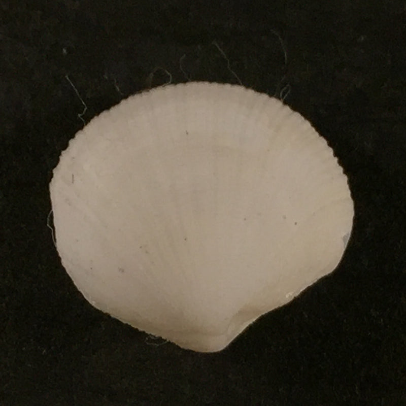 Codakia costata (Orbigny, 1842) - 11,4mm