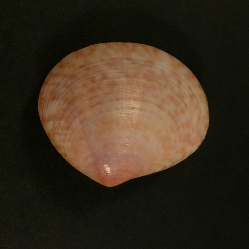 Semele purpurascens (Gmelin, 1791) - 31,9mm
