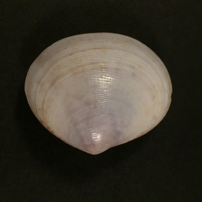 Semele purpurascens (Gmelin, 1791) - 31,1mm