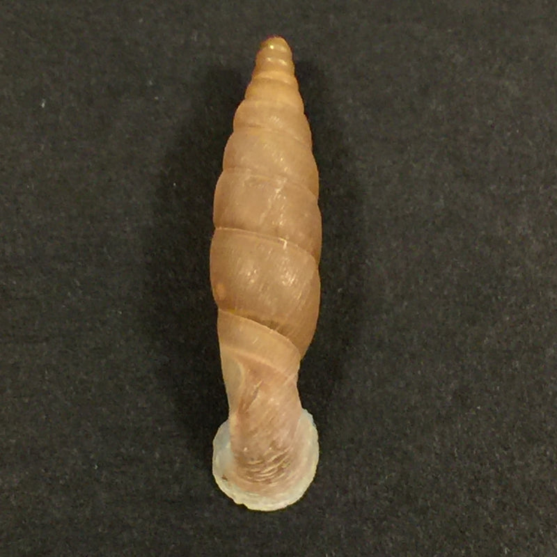 Grandinenia gastrum pallida H. Nordsieck, 2007 - 27,3mm