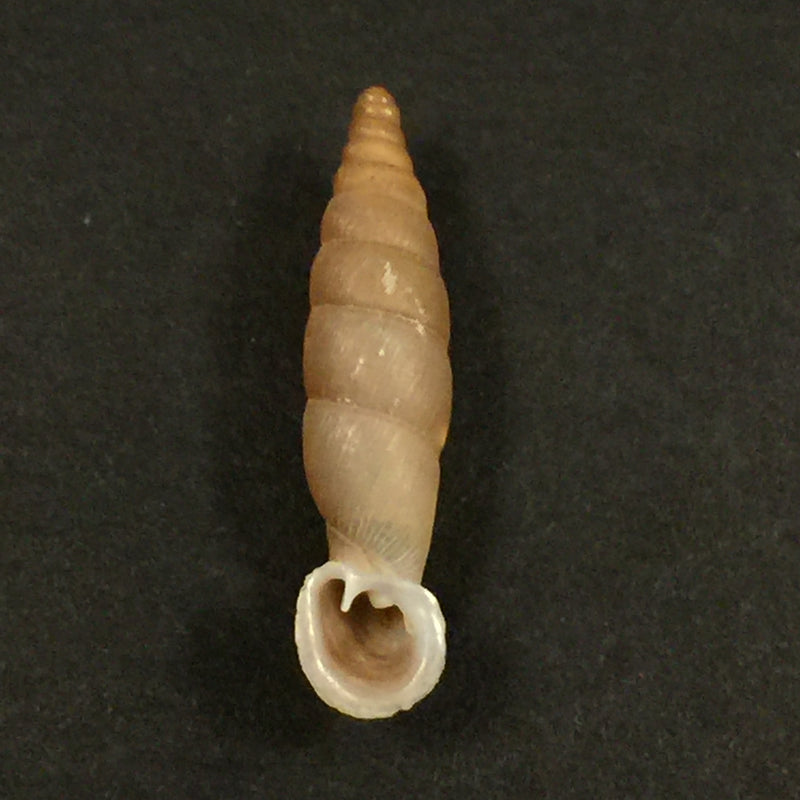 Grandinenia gastrum pallida H. Nordsieck, 2007 - 27,3mm