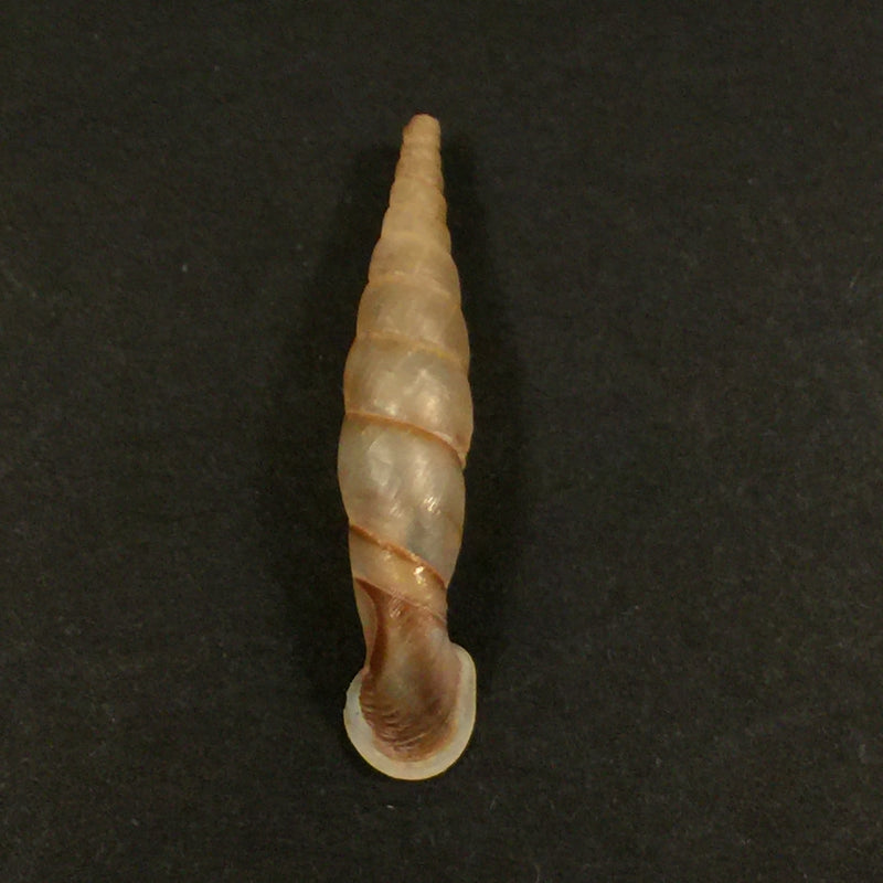 Grandinenia fuchsi fuchsi Gredler, 1883 - 36,1mm