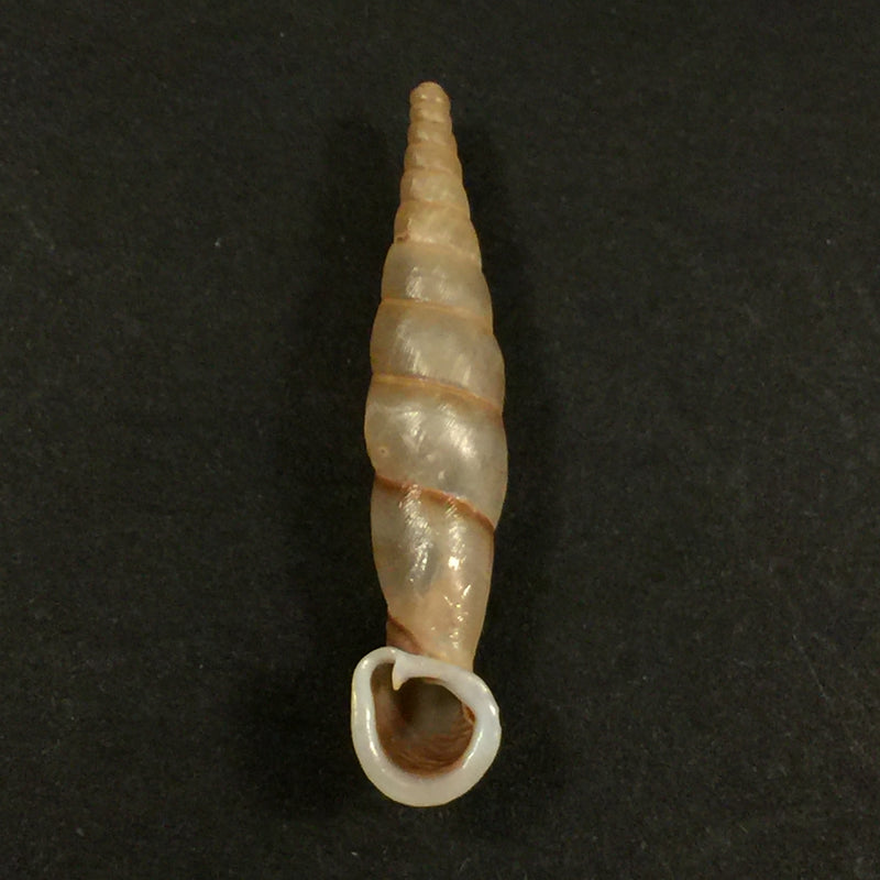 Grandinenia fuchsi fuchsi Gredler, 1883 - 36,1mm