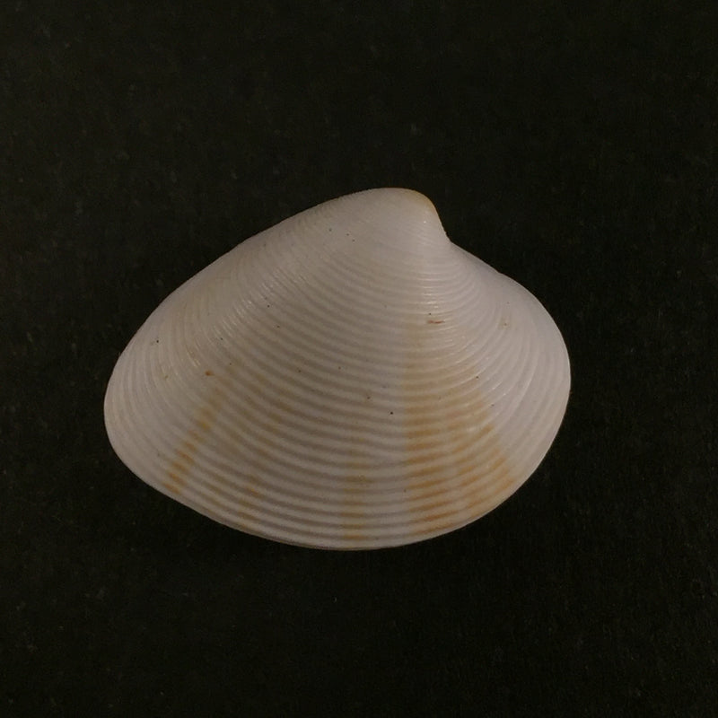 Pitar concinnus (Sowerby, 1835) - 21mm