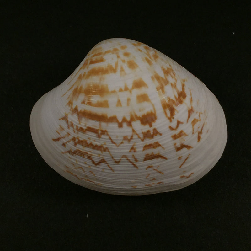 Pitar fulminatus (Menke, 1828) - 43,5mm