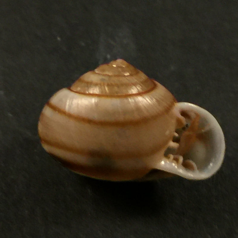 Tomigerus clausus Spix, 1827 - 15mm
