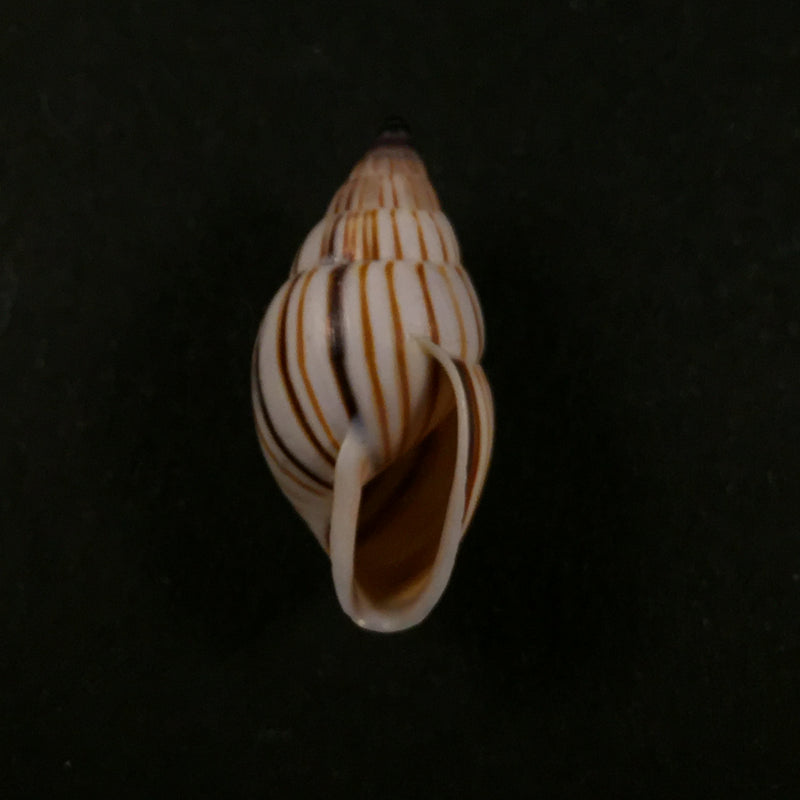 Anctus angiostomus (Wagner, 1827) - 24,3mm