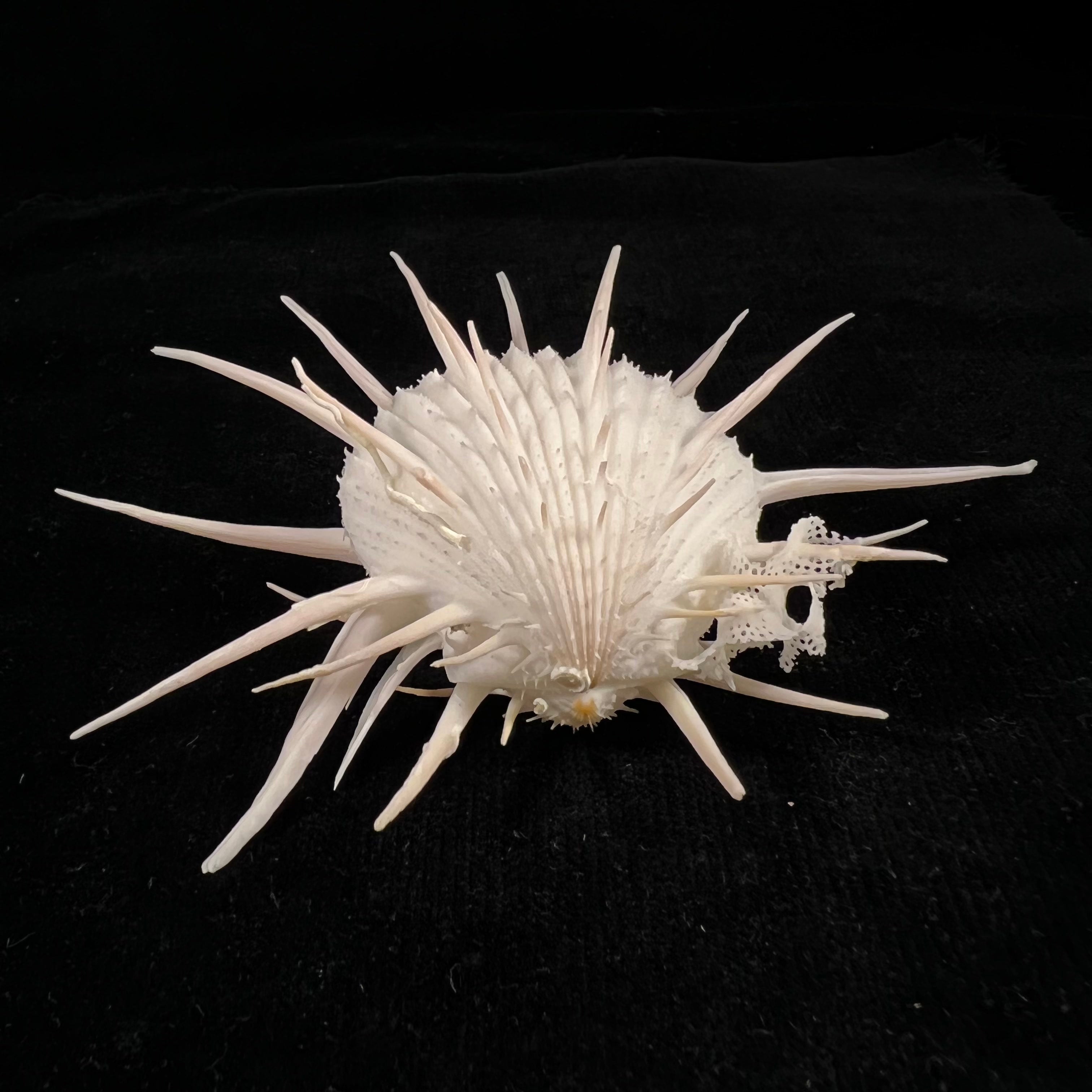 Spondylus imperialis Chenu, 1844 - 88,9x113mm