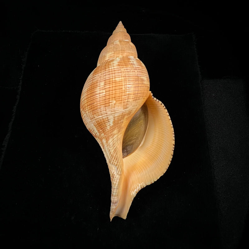 Fasciolaria tulipa (Linnaeus, 1758) - 177mm