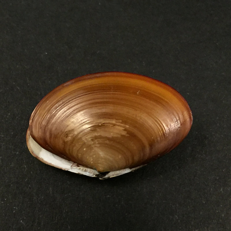 Aequiyoldia eightsii (Jay, 1839) - 27,1mm