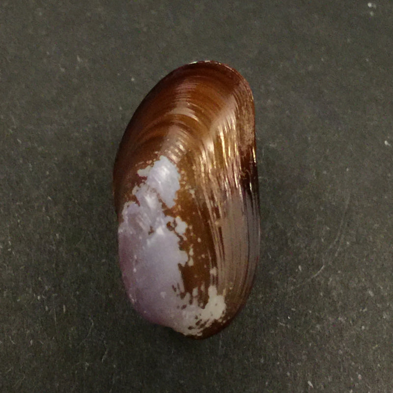 Lioberus castaneus (Say, 1822) - 21,3mm