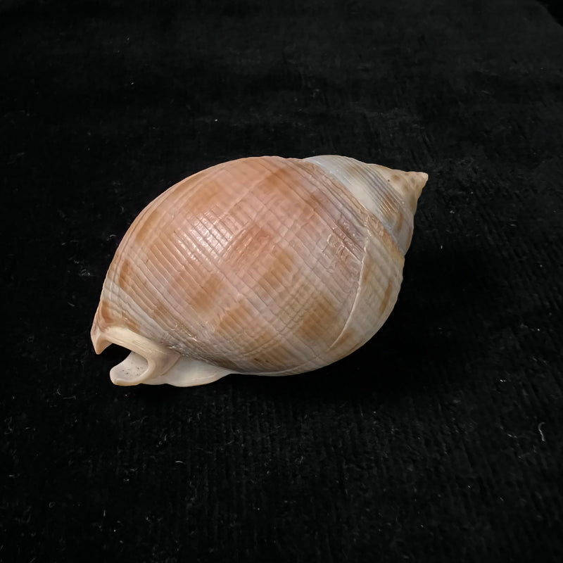 Semicassis saburon (Bruguière, 1792) - 68,1mm
