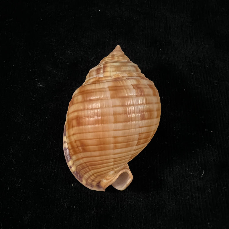 Semicassis undulata (Gmelin, 1791) - 65,4mm