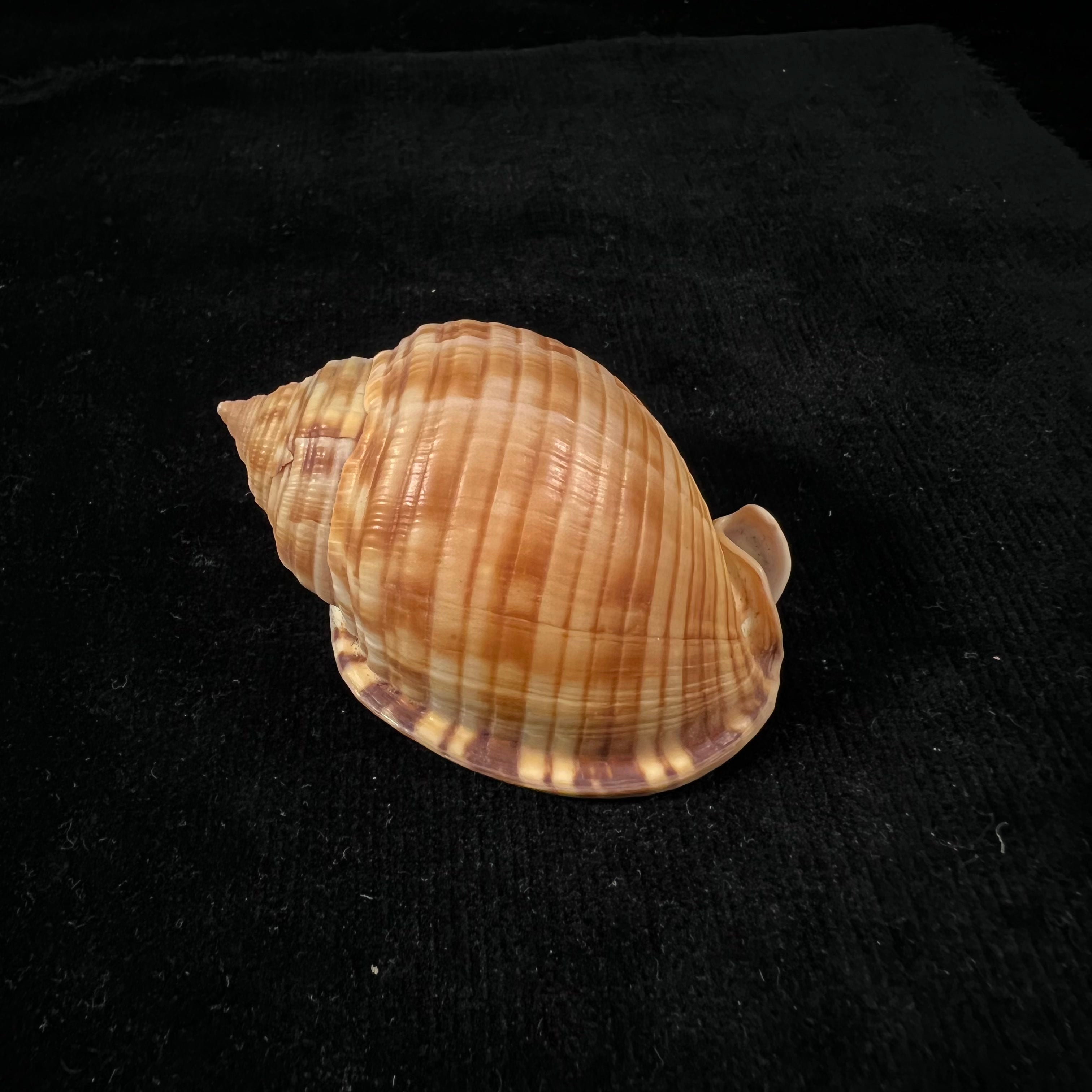 Semicassis undulata (Gmelin, 1791) - 65,4mm