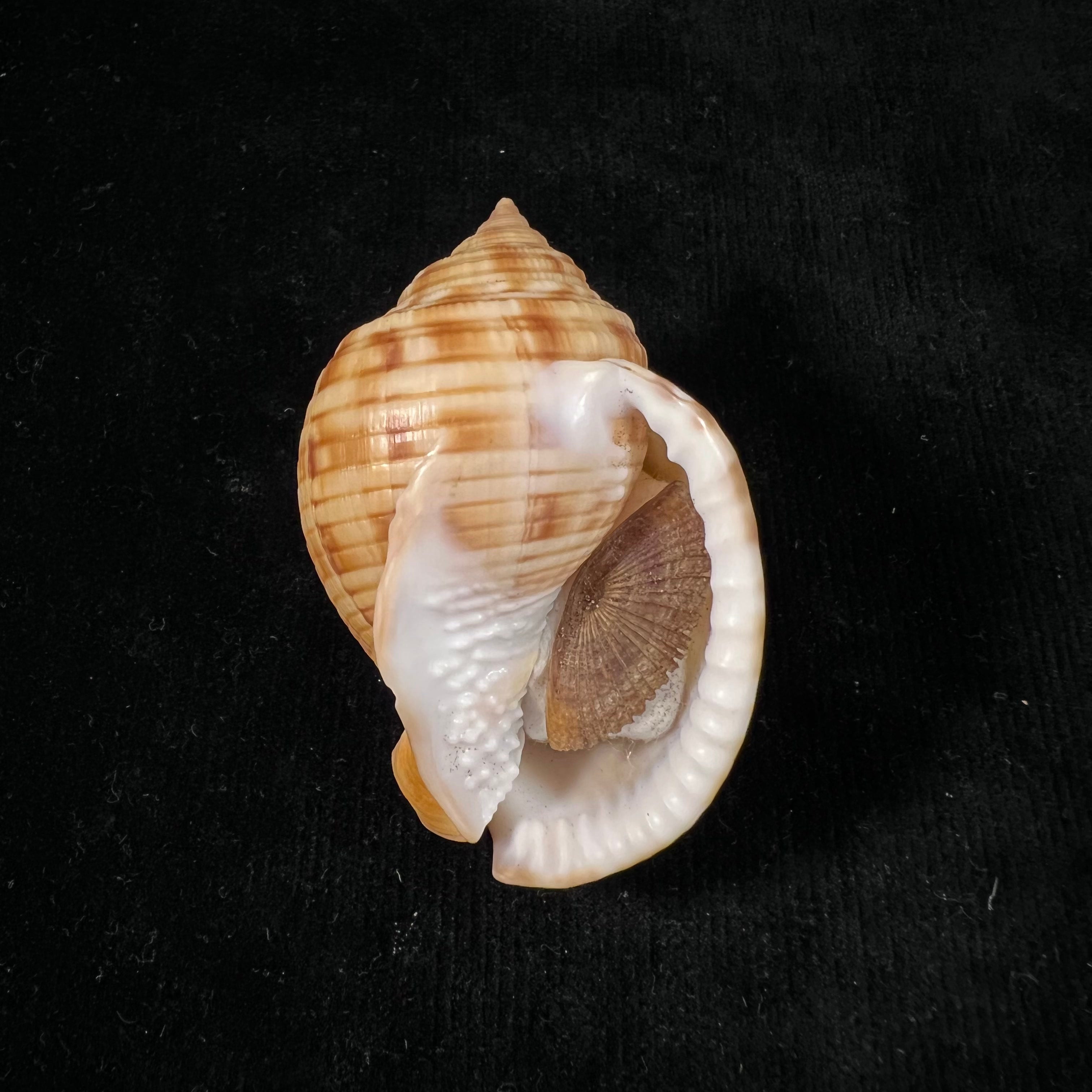 Semicassis undulata (Gmelin, 1791) - 65,4mm