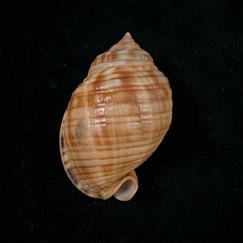 Semicassis undulata (Gmelin, 1791) - 64,2mm