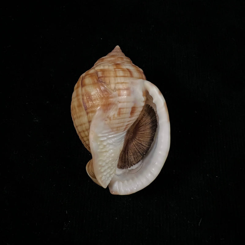 Semicassis undulata (Gmelin, 1791) - 64,2mm