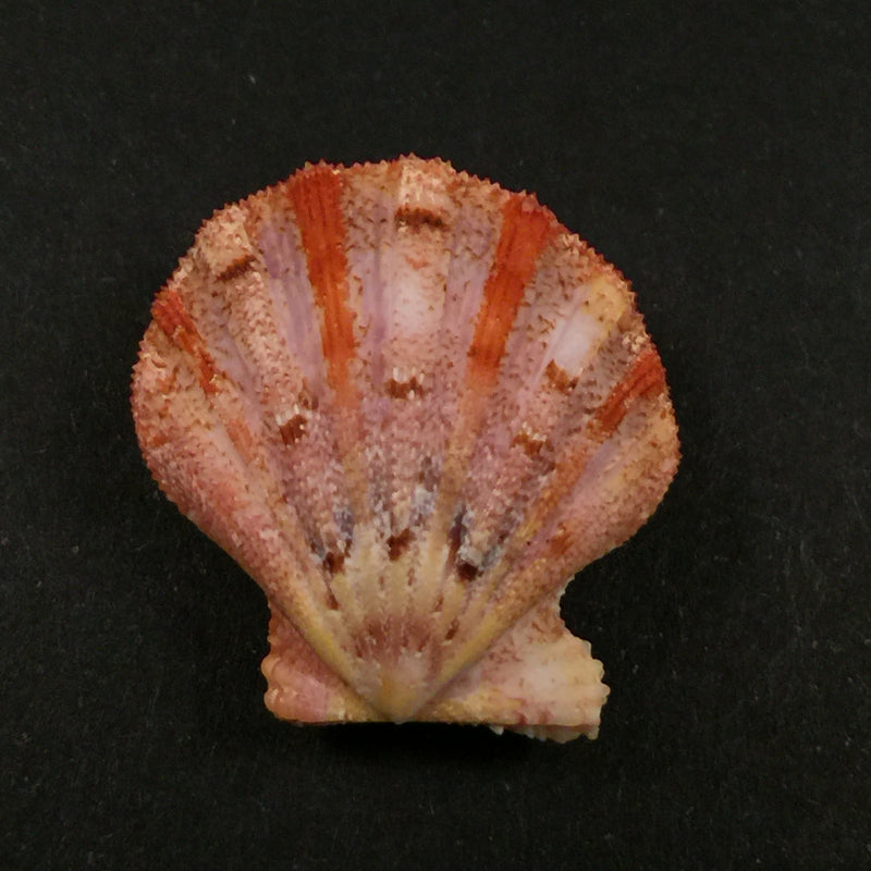 Bractechlamys corallinoides (d'Orbigny, 1840) - 27,6mm