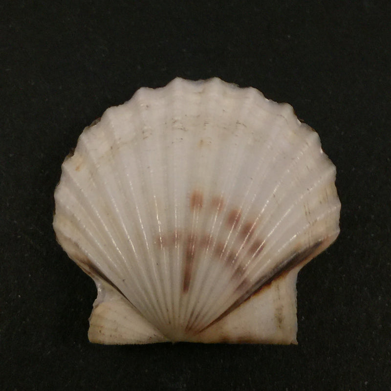 Leptopecten tumbezensis (d'Orbigny, 1846) - 31mm