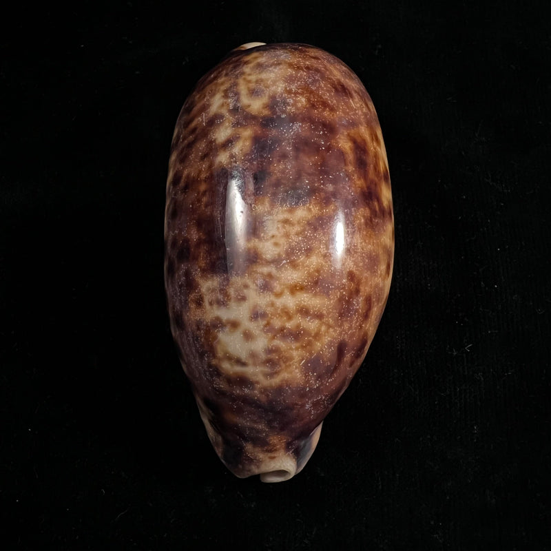 Chelycypraea testudinaria (Linnaeus, 1758) - 125,4mm