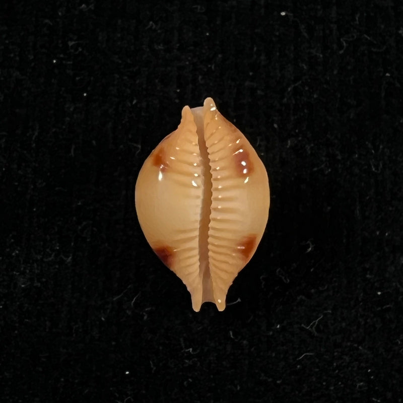 Cypraea bistrinotata samarensis Lorenz, 2014 - 18,5mm