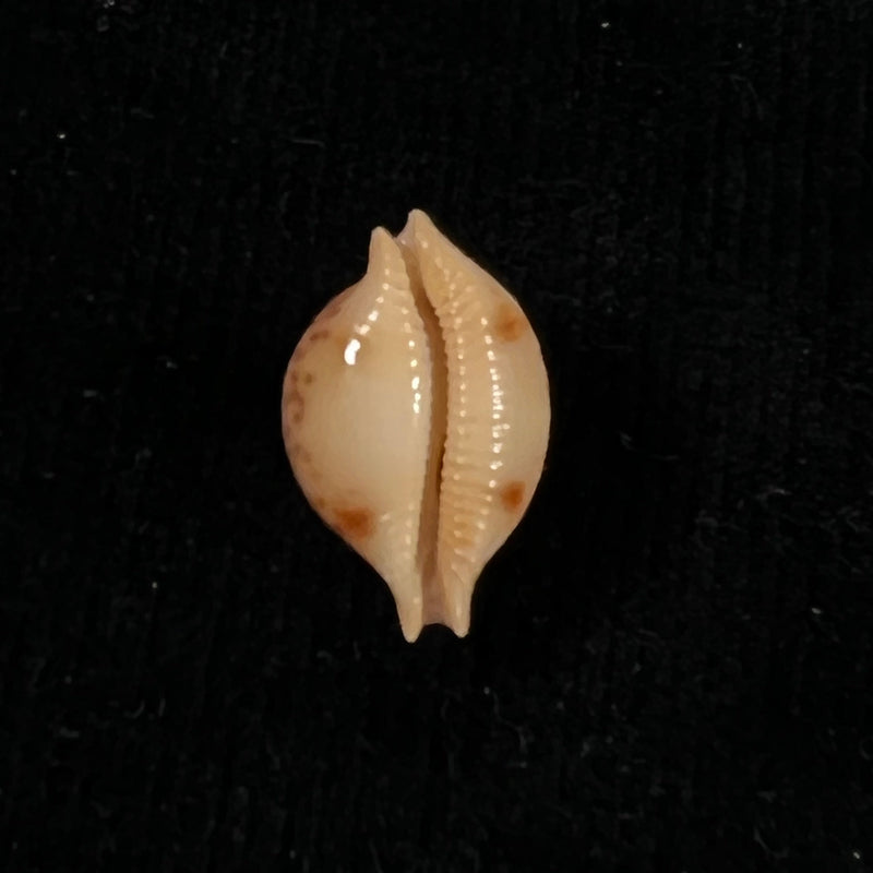 Cypraea bistrinotata samarensis Lorenz, 2014 - 18,5mm
