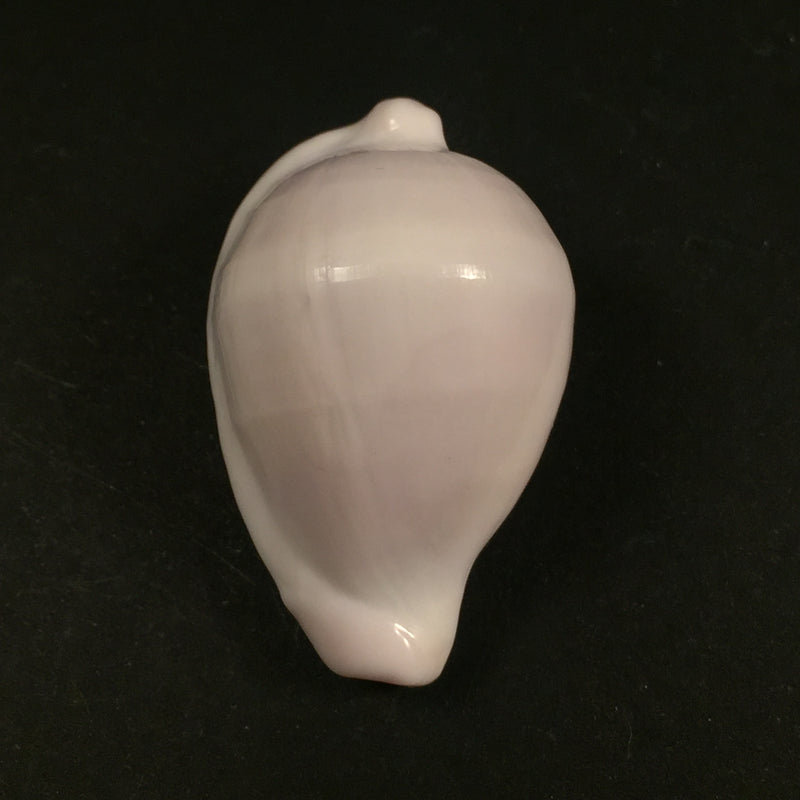 Ovula costellatum Lamarck 1810 - 43,6mm