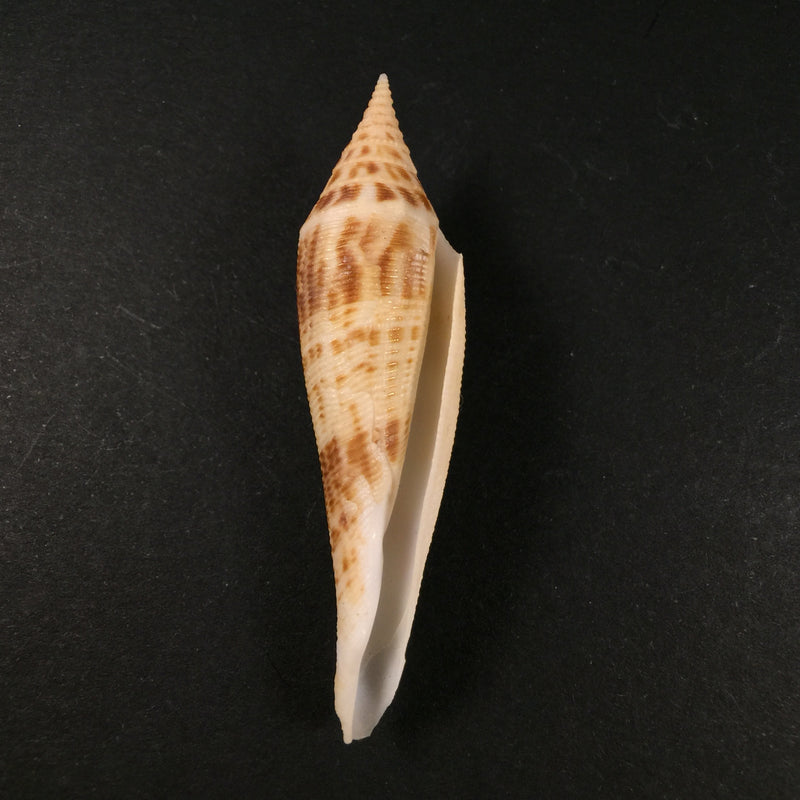 Conasprella edpetuchi Monier, L, R & Beschauer, 2015 - 65,5mm