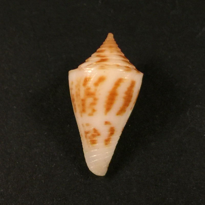 Conus paraguana Petuch 1987 - 22,4mm