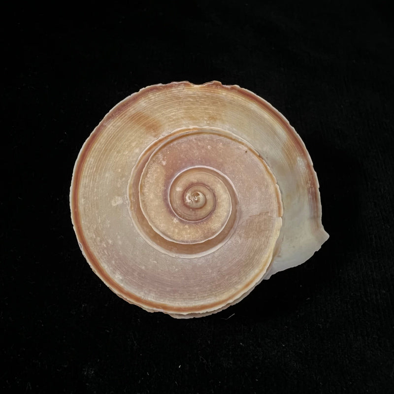 Tropidophora cuvieriana (Petit de la Saussaye, 1841) - 68,4mm