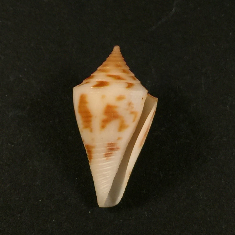 Conus paraguana Petuch 1987 - 22,4mm