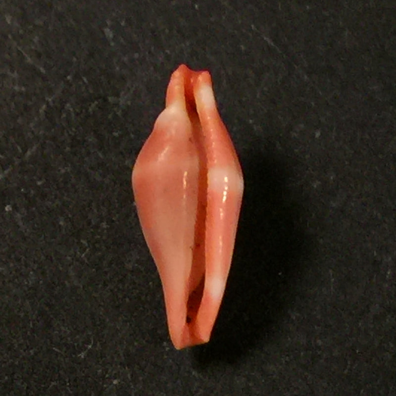 Crenavolva striatula (GB Sowerby I, 1828) - 11,5mm
