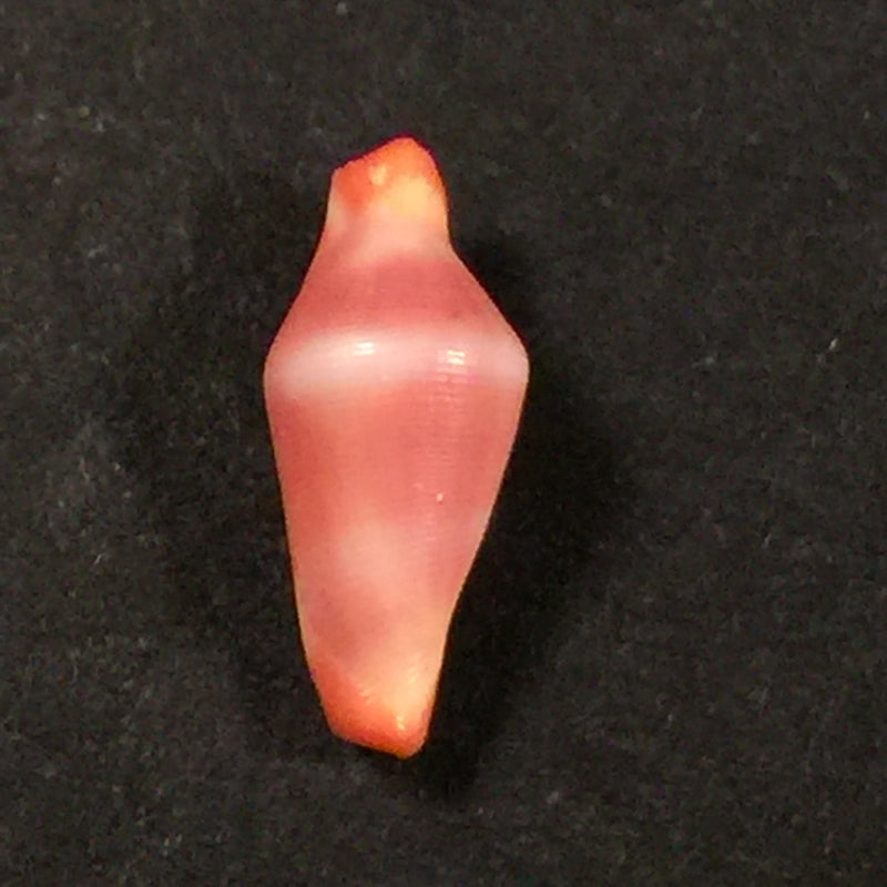 Crenavolva striatula (GB Sowerby I, 1828) - 11,3mm