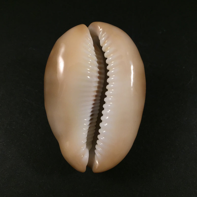 Lyncina ventriculus ventriculus (Lamarck, 1810) - 50,4mm