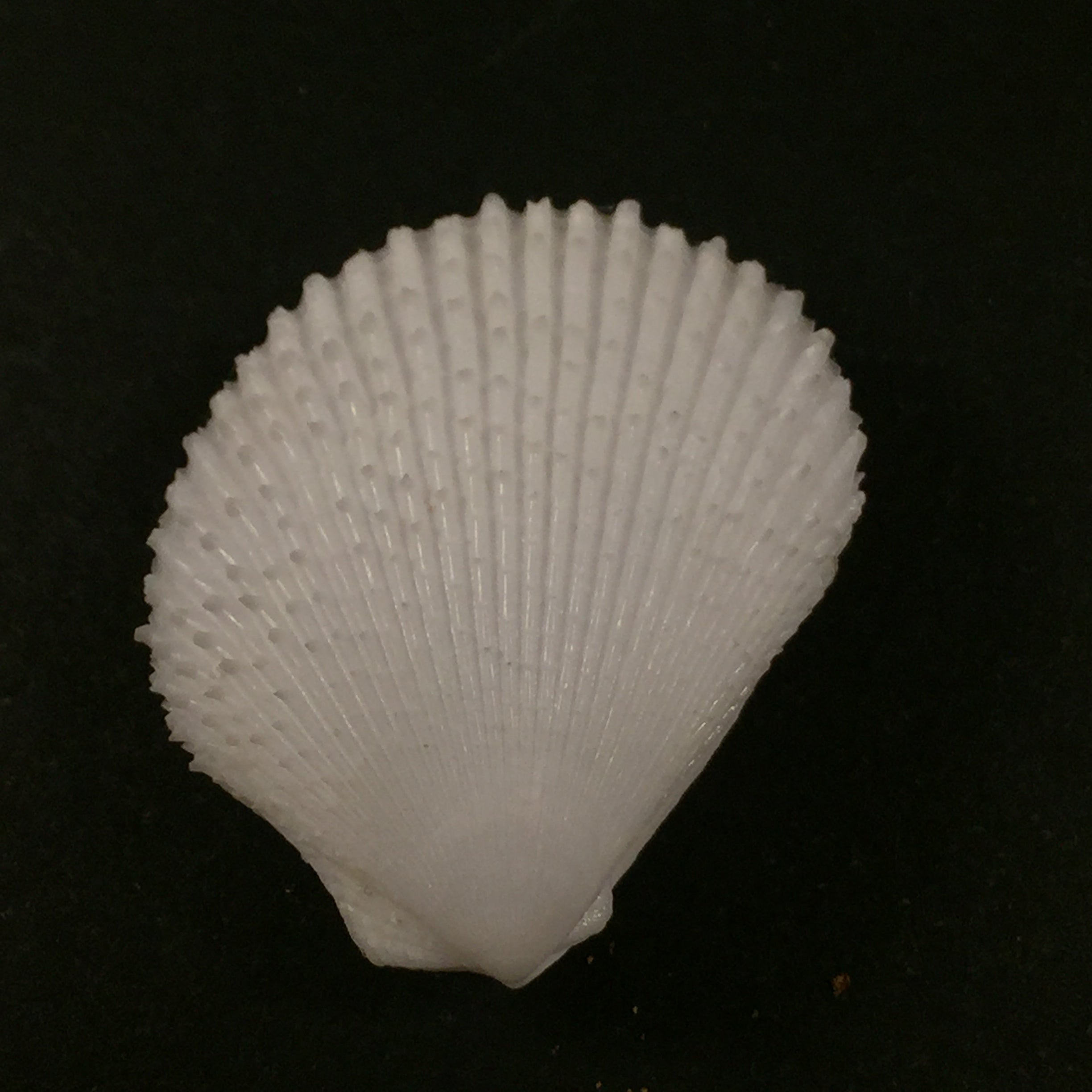 Lima caribaea d'Orbigny, 1853 - 30mm