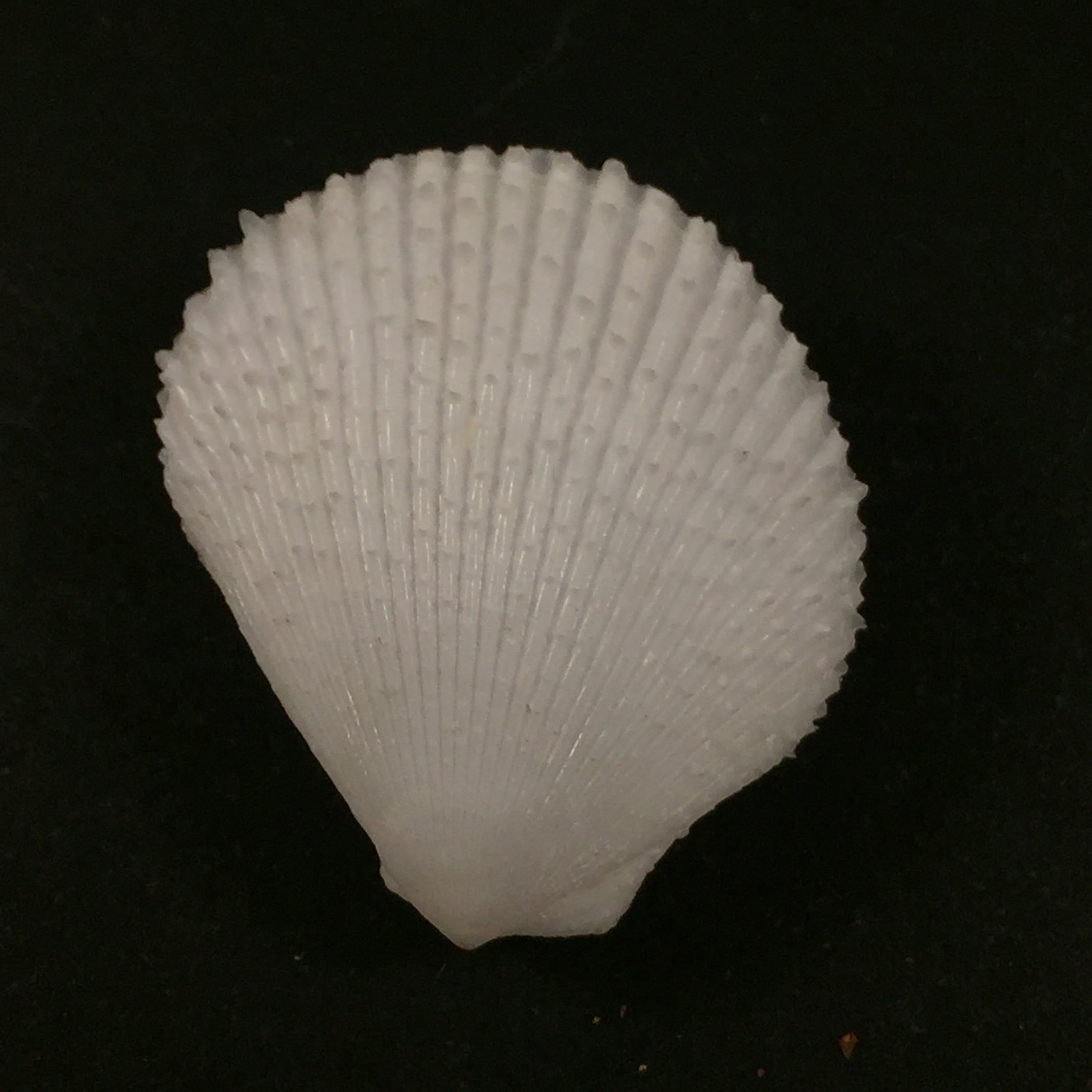 Lima caribaea d'Orbigny, 1853 - 30mm