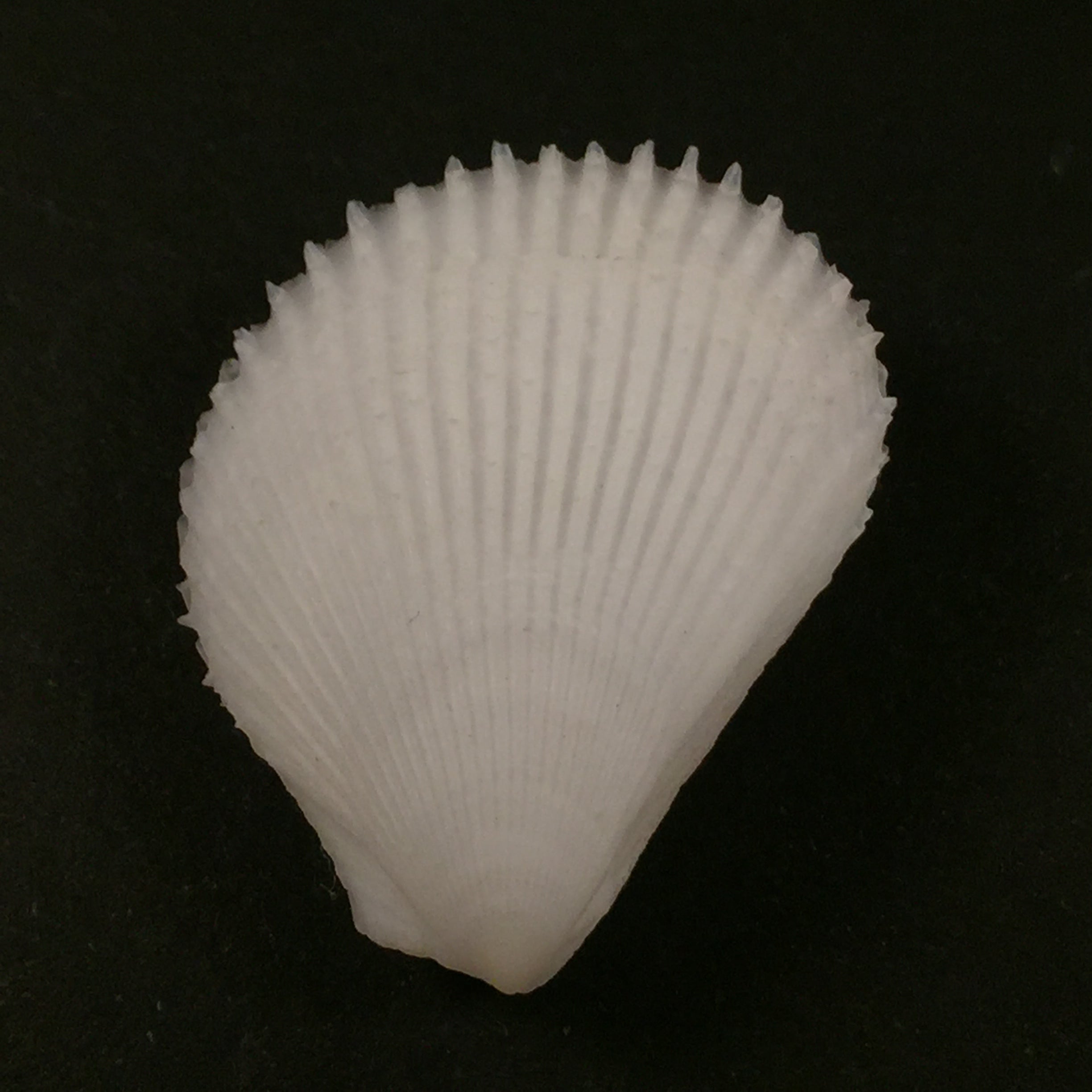 Lima caribaea d'Orbigny, 1853 - 33,2mm