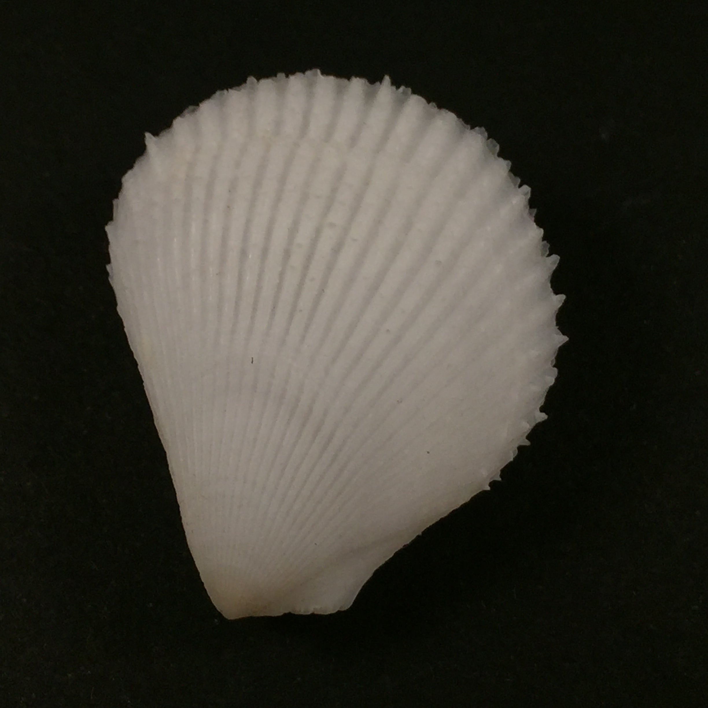 Lima caribaea d'Orbigny, 1853 - 33,2mm