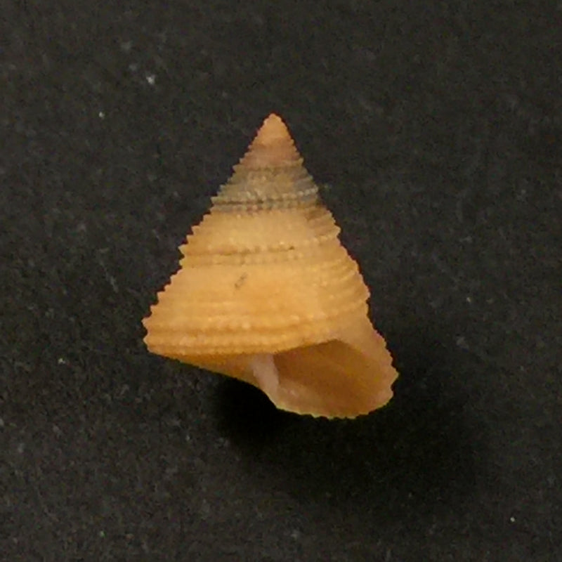Calliostoma echinatum Dall, 1882 - 8,7mm