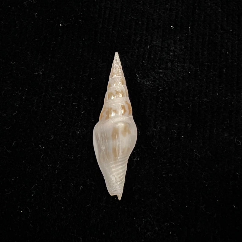 Strombina fusinoidea Dall, 1916 - 33,5mm