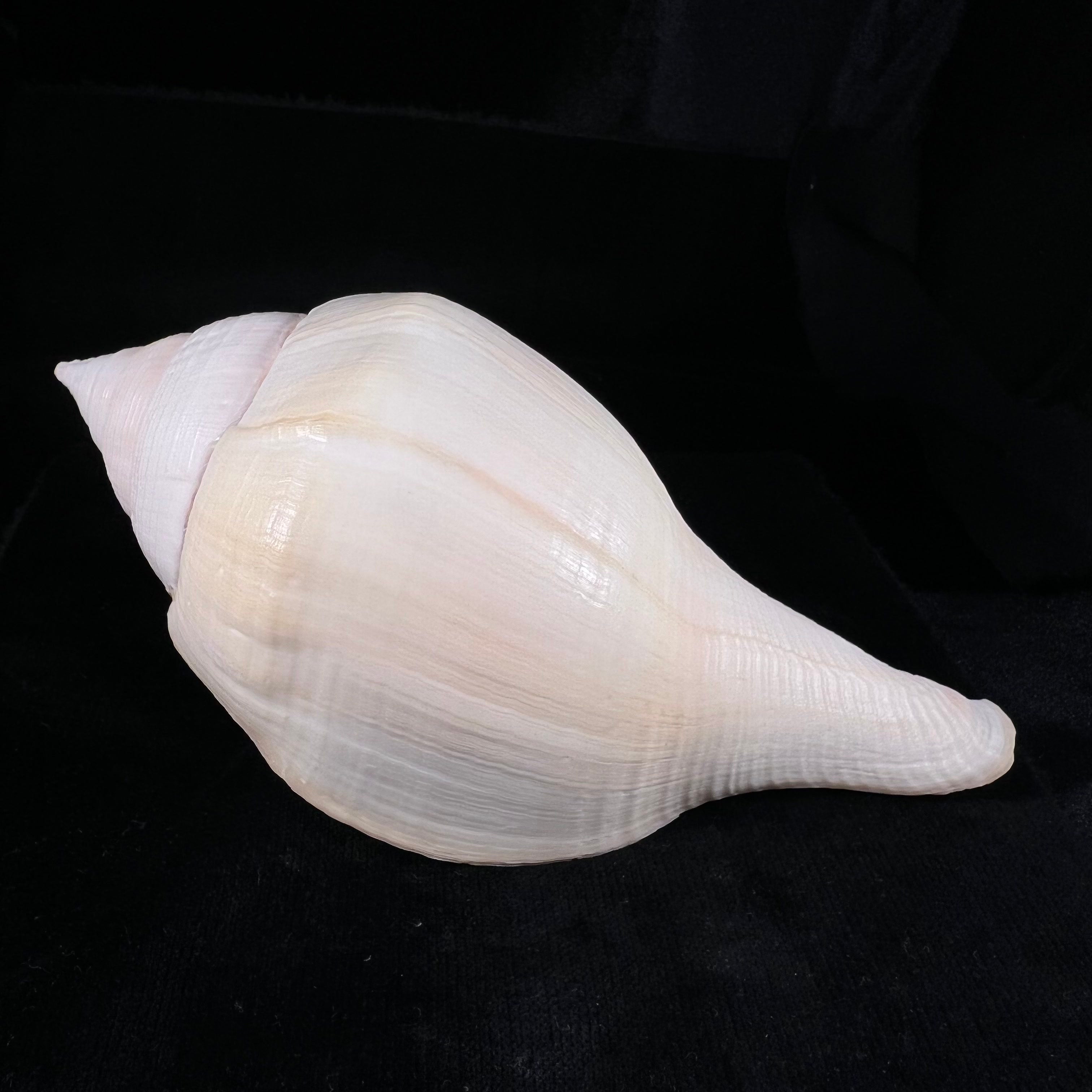 Turbinella laevigata Anton, 1838 - 199,2毫米