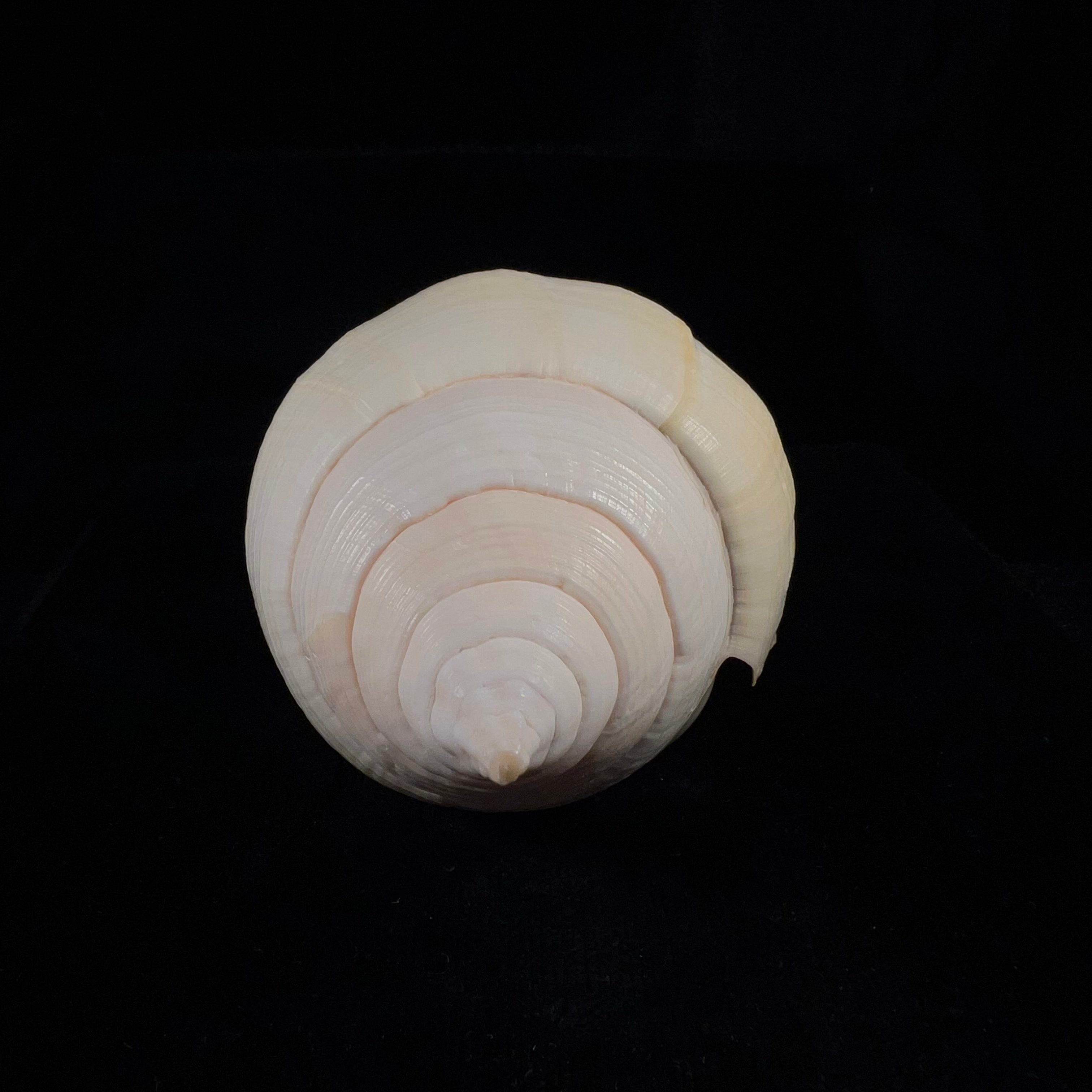 Turbinella laevigata Anton, 1838 - 199,2毫米